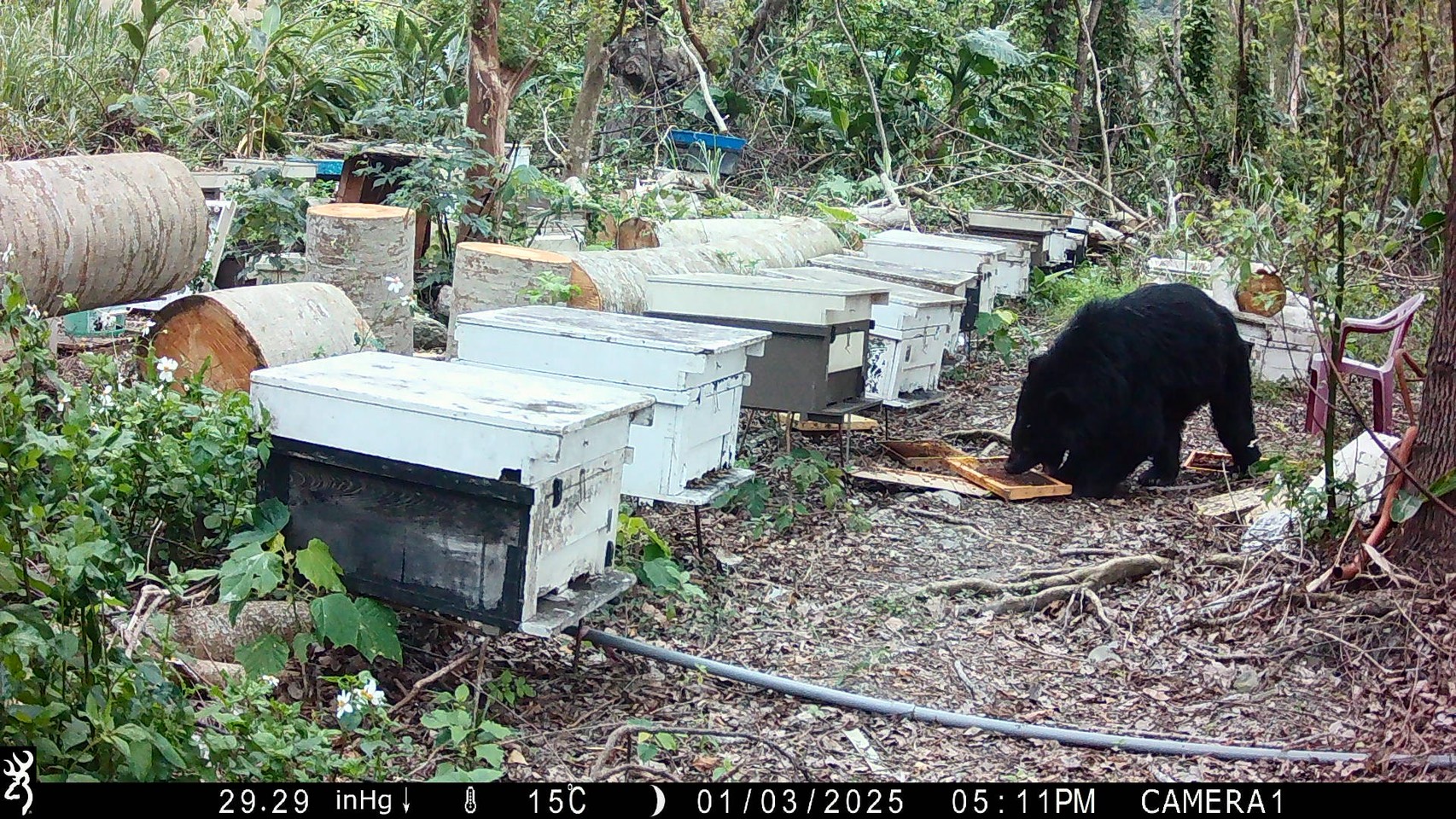 %E9%BB%91%E7%86%8A%E6%96%BC%E8%9C%82%E5%A0%B4%E5%81%B7%E5%90%83%E8%9C%82%E8%9C%9C 77600