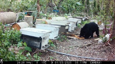 黑熊於蜂場食用蜂蜜畫面