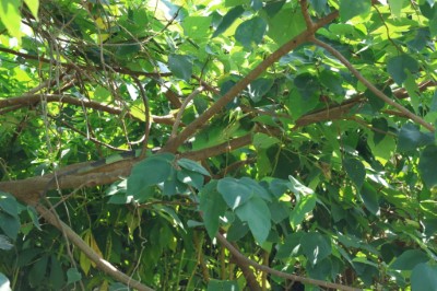 圖五、綠鬣蜥於入秋繁殖季會趨近水域環境進行配對，然因個體具保護色，巡查較為不易，仰賴民眾主動通報後掌握熱點並制定移除策略。(李昱提供)