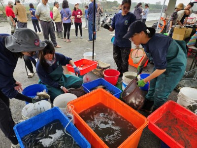嘉南藥理大學的專業團隊協助將打撈上岸的魚隻分類、測量