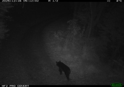 林業保育署臺中分署在佳陽部落產業道路上以紅外線自動相機拍攝到黑熊影像