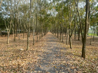 林後四林無患子林下步道
