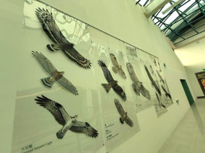 巨幅掛軸在大雪山國家森林遊樂區遊客中心的挑高空間及自然光襯托之下，讓展翅的猛禽更顯壯闊美麗