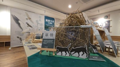 透過白茅模擬草鴞巢位以及草鴞生態服務給付的保護圍網，介紹草鴞的生態與保育行動