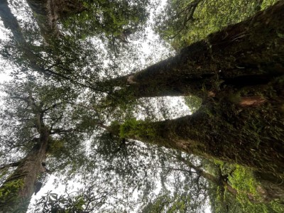 圖1.自然形成各種別出新裁奇特造型(東眼山自然教育中心提供)