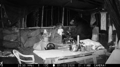 臺灣黑熊於115年元旦凌晨再次入侵阿里山達邦村工寮，直立高度近160公分