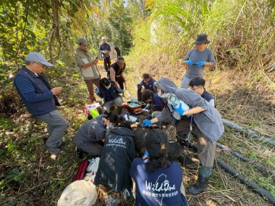 阿里曼西肯112公斤，獸醫師進行麻醉後檢視。