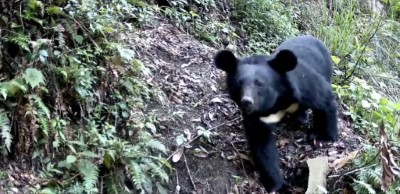 臺灣黑熊的生活範圍與人類活動區域日益重疊，未來三方將持續優化保育措施，尋求人熊共存的平衡點