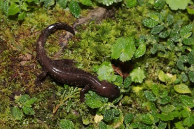 阿里山山椒魚為二級保育類動物，為林業保育署嘉義分署、玉管處及台大實驗林三方共同關注的物種之一