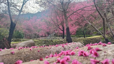 八仙山國家森林遊樂區往年於1月底2月初盛開(照片：林業及自然保育署臺中分署)