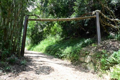 對於特有種植物鴨腱藤，採現地保留及設置竹編保護