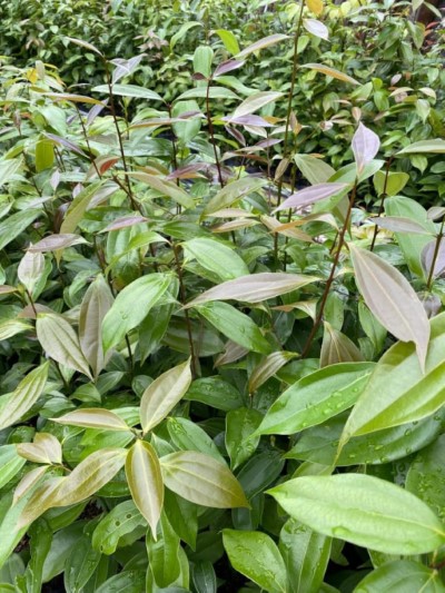 林業保育署臺中分署所培育的土肉桂苗