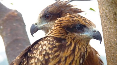 黑鳶研究人員開設《鷹你而生》頻道進行24小時巢位觀察，後者為嘖嘖(黑鳶亞成鳥)(屏科大鳥類生態研究室提供)