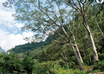 染料作物-山黃麻，樹皮會流出黃色的汁液，用竹筒蒐集，將布放進汁液中浸泡，用以染出黃色。