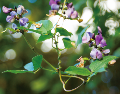 糧食作物-鵲豆的花，泰雅族人會將鵲豆豆子和肉類一起煮湯很好吃，現在都和海鮮一起炒