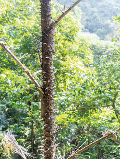 編織作物-黃藤在原住民族扮演重要的角色，是藤器編織材料，可供建物綑綁材料外，也可製成生活器具，如手杖、藤床、椅子、編籃等