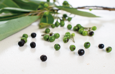 香料作物-馬告，馬告果實成熟後會變成黑色，泰雅族人常把馬告當零食直接吃