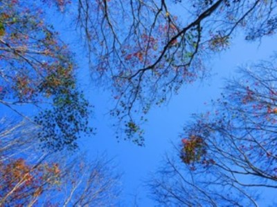 圖3春節期間踏訪森林(滿月圓遊客中心提供)