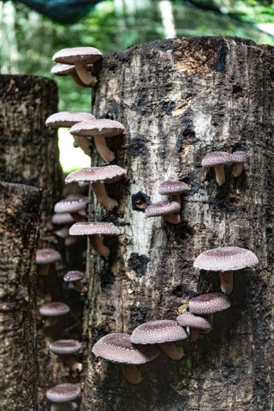 嘉義縣阿里山鄉十字社區發展協會林下栽植段木香菇，經過林農悉心照料，香菇生長厚實