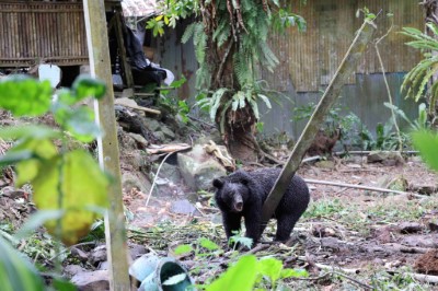 侵擾阿里山部落多時的臺灣黑熊30日於里佳地區被安全套索捕獲