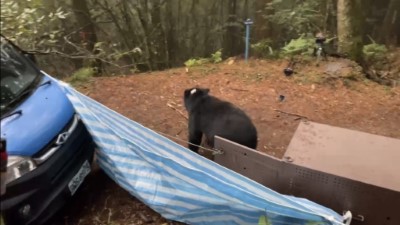 臺灣黑熊於1月30日17時10分順利在石山引水道深處野放