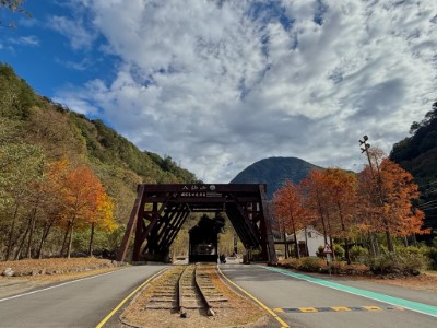 季節更迭讓植物染了新色-八仙山國家森林遊樂區(臺中分署提供)