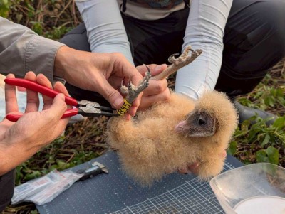 研究人員為滿月的草鴞幼鳥繫上腳標