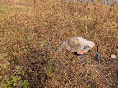 架設自動相機記錄草鴞育雛過程