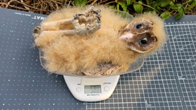 記錄草鴞幼鳥的身體數據