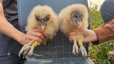 記錄草鴞幼鳥影像