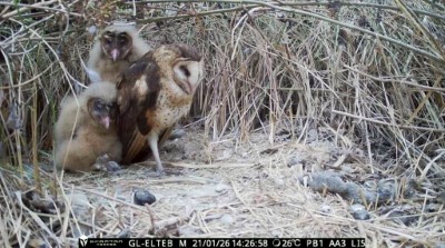 透過4G自動相機即時遠端監測