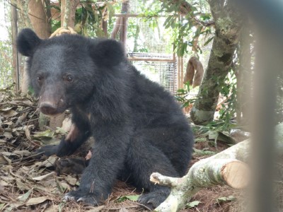 Litu利稻幼熊救援送至照養籠進行短暫安置(臺東分署提供)