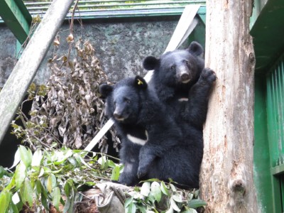 Litu和Mulas合籠(臺東分署提供)