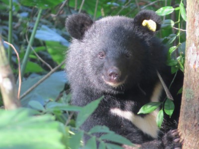 成長的Mulas熊(臺東分署提供)