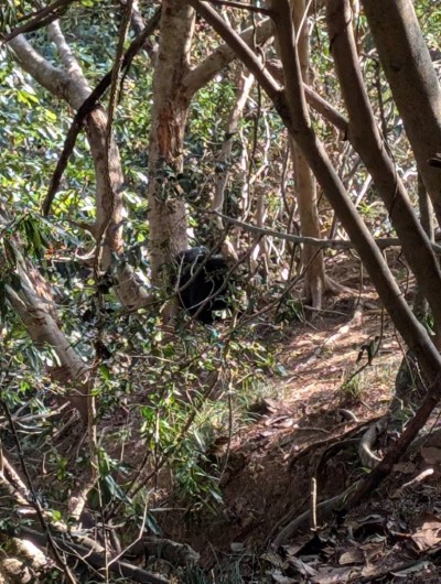 圖一、熱心民眾通報有黑熊受困，新竹分署同仁立即前往現場確認救援工作。(新竹分署提供)