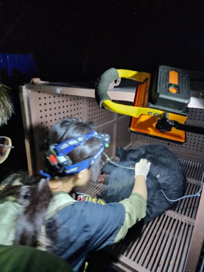 圖三、眾人解救受困小熊後，生多所獸醫師迅速於現場完成緊急檢傷工作。(新竹分署提供)