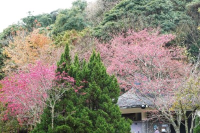 收費站櫻花盛開