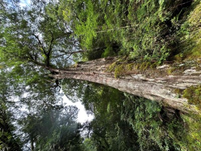 圖5.拉拉山巨木林(林業保育署新竹分署提供)