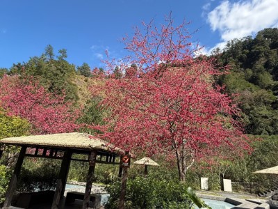 親水區周邊櫻花盛開-2