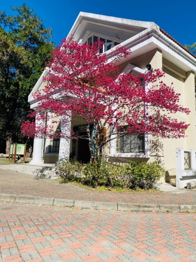 遊客中心前櫻花盛開-1