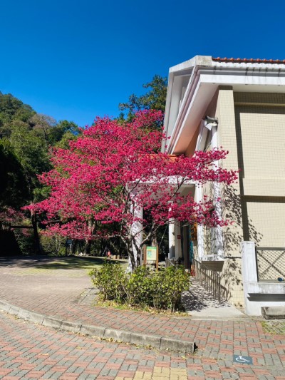 遊客中心前櫻花盛開-2