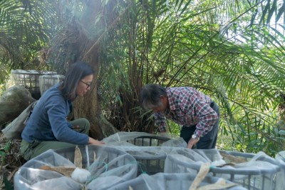 林業保育署嘉義分署輔導草山社區國有林出租造林地林農進行林下經濟臺灣金線連栽培