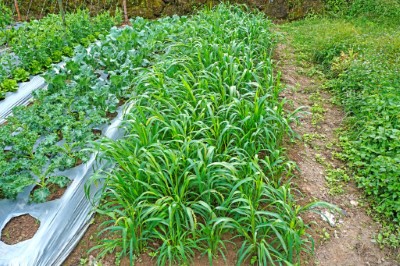 申請友善農地給付的農友於農地內栽植小米，提供山麻雀食源