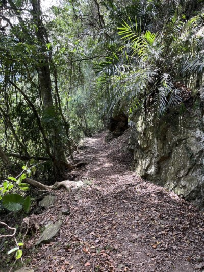梭行於闊葉林中的古道