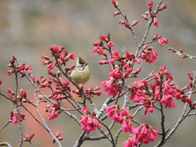 冠羽畫眉穿梭山櫻花叢間