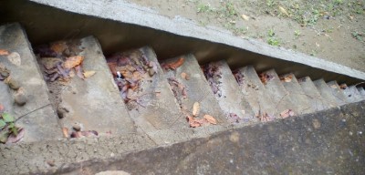 玉井51林班動物通道發現白鶺鴒蹤跡