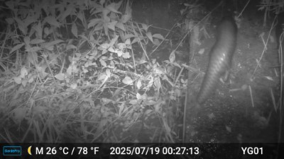 玉井96林班集水井逃生通道發現穿山甲蹤跡