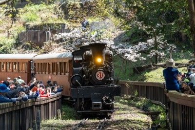 百年蒸汽火車行經「超級櫻花大道」經典畫面(林鐵及文資處蔡文淇拍攝)