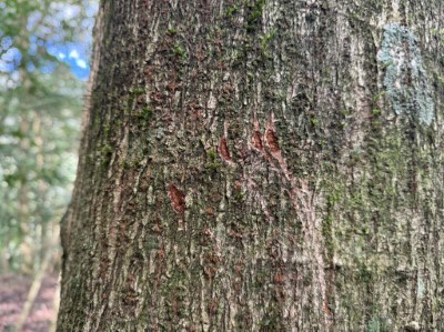 圖三、養老部落黑熊巡守隊於114年12月19日在白石駐在所周邊監測相機旁之樹上發現新的黑熊爪痕。(新竹分署提供)