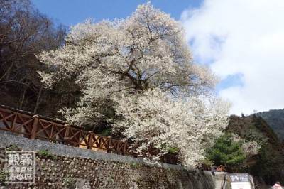 02_來到雲海上的觀霧，走進絕美「櫻花食堂」，霧社櫻王將以千百朵雪白櫻花，款待每一位熱愛花蜜的賓客。（森之形自然教育團隊提供；林雋雅攝影）